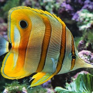 Meet your Posher, Epifanie